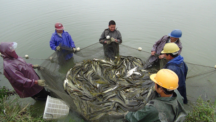 优质南方大口鲶鱼.JPG